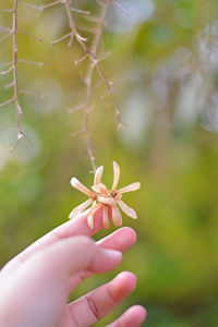 Close-up of hand holding plant