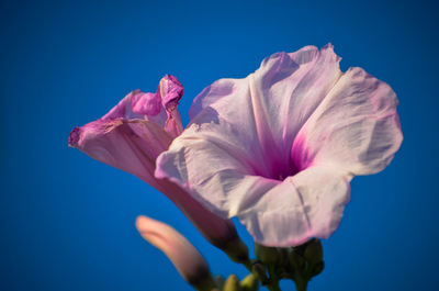 Close-up of pink flower against blue background