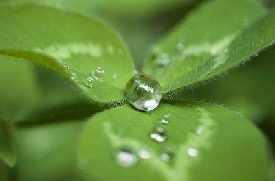 Close-up of water drops on plant leaves