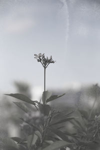Close-up of flowering plant on field against sky