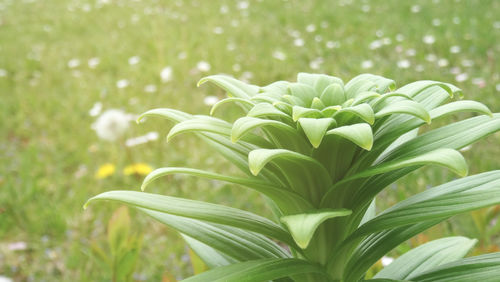 plant