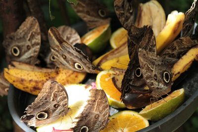 High angle view of butterflies eating fruits 