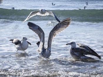 Seagulls flying over lake during winter