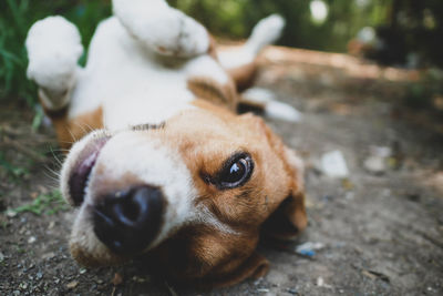 Close-up of dog lying down