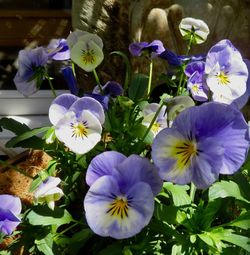 Close-up of purple flowering plants