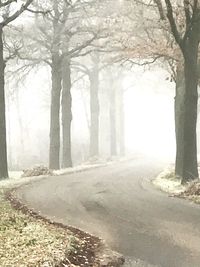 Road amidst trees in forest