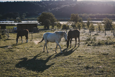 Horses grazing in field