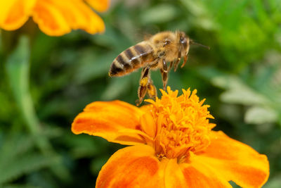Close up of a bee flying over orange flower on field
