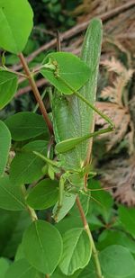 Close-up of insect on leaf