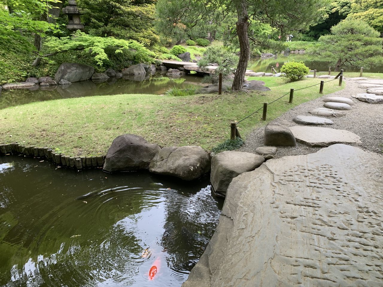 water, plant, tree, nature, pond, river, stream, day, no people, rock, beauty in nature, tranquility, green, animal, outdoors, growth, animal themes, tranquil scene, watercourse, scenics - nature, land, body of water, animal wildlife, forest, wildlife, group of animals, non-urban scene