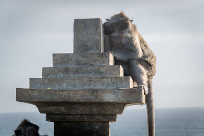 View of monkey against the sea