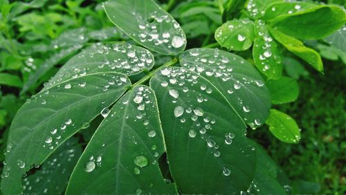 Leaves and rain drops 