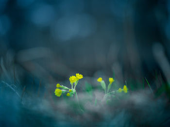 Close-up of yellow flowering plant on field