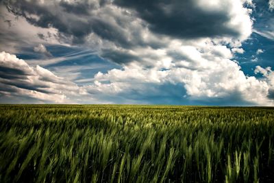 Scenic view of agricultural field against sky