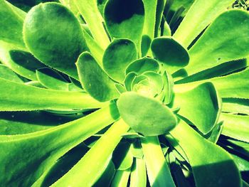 Close-up of cactus plant