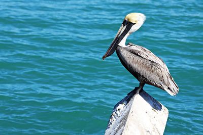 Bird perching on wooden post in sea