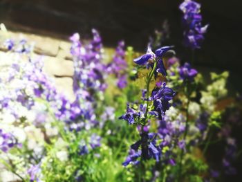 Close-up of honey bee on purple flowers