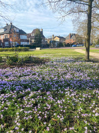 Purple flowering plants by houses on field against sky