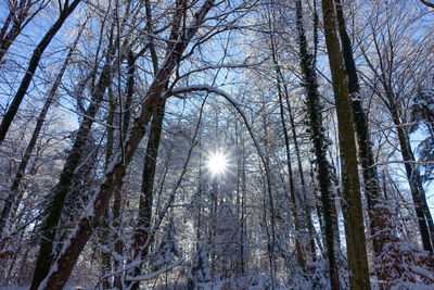 Low angle view of sunlight streaming through bare trees in forest