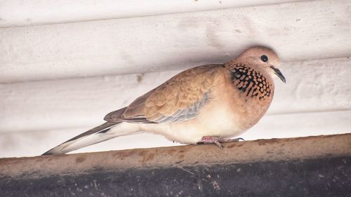 Close-up of bird perching on wall