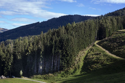 Scenic view of pine trees against sky