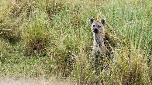 Portrait of hyena standing on field