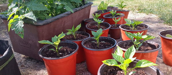 High angle view of potted plants