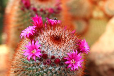 Close-up of pink flowering plant