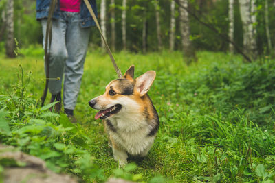 Pembroke welsh corgi on a summer walk in the forest