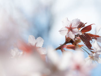 Close-up of white cherry blossoms
