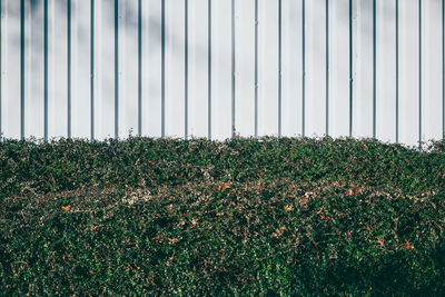 Hedge by fence in yard