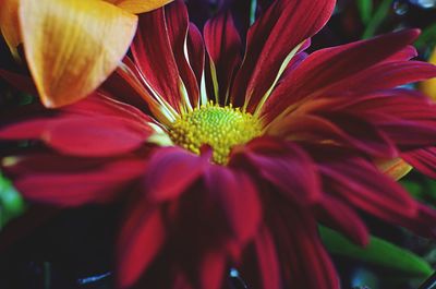 Close-up of red flower