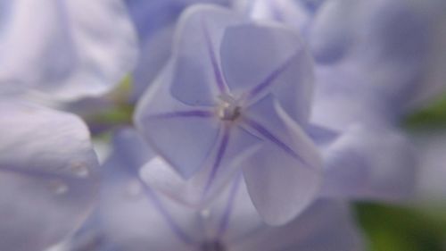 Close-up of purple flowers blooming outdoors