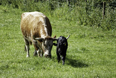 Cow standing on grassy field