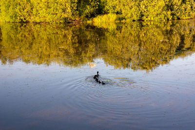 View of ducks swimming in lake