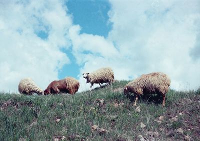 Cows grazing on field against sky