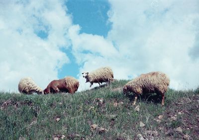 Low angle view of sheep grazing on field against sky