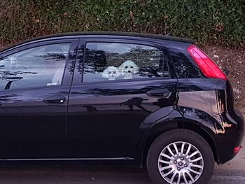 View of dog on car windshield