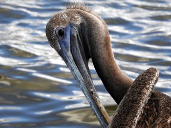 Close-up of pelican on lake