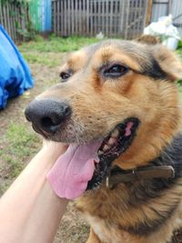 Close-up of hand holding dog