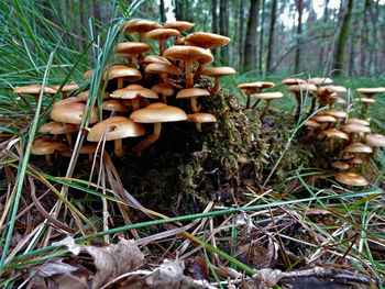 Close-up of mushrooms growing on field