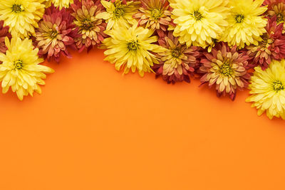 Close-up of yellow flowers on table