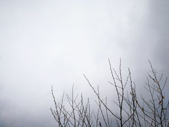 Low angle view of silhouette bare tree against sky