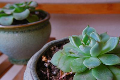 Close-up of potted plant