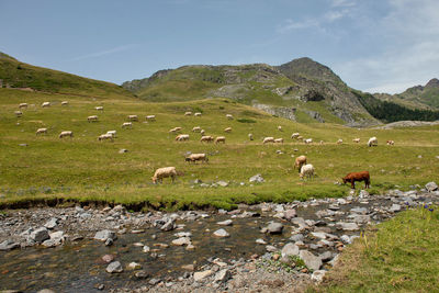 Flock of sheep grazing in a field