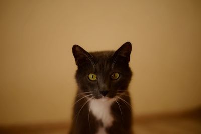 Close-up portrait of cat at home