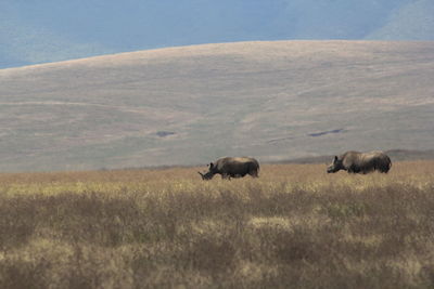 Ngorongoro crater rhinoceros