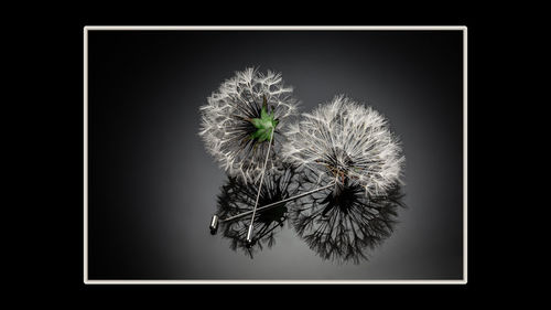 Close-up of dandelion against black background