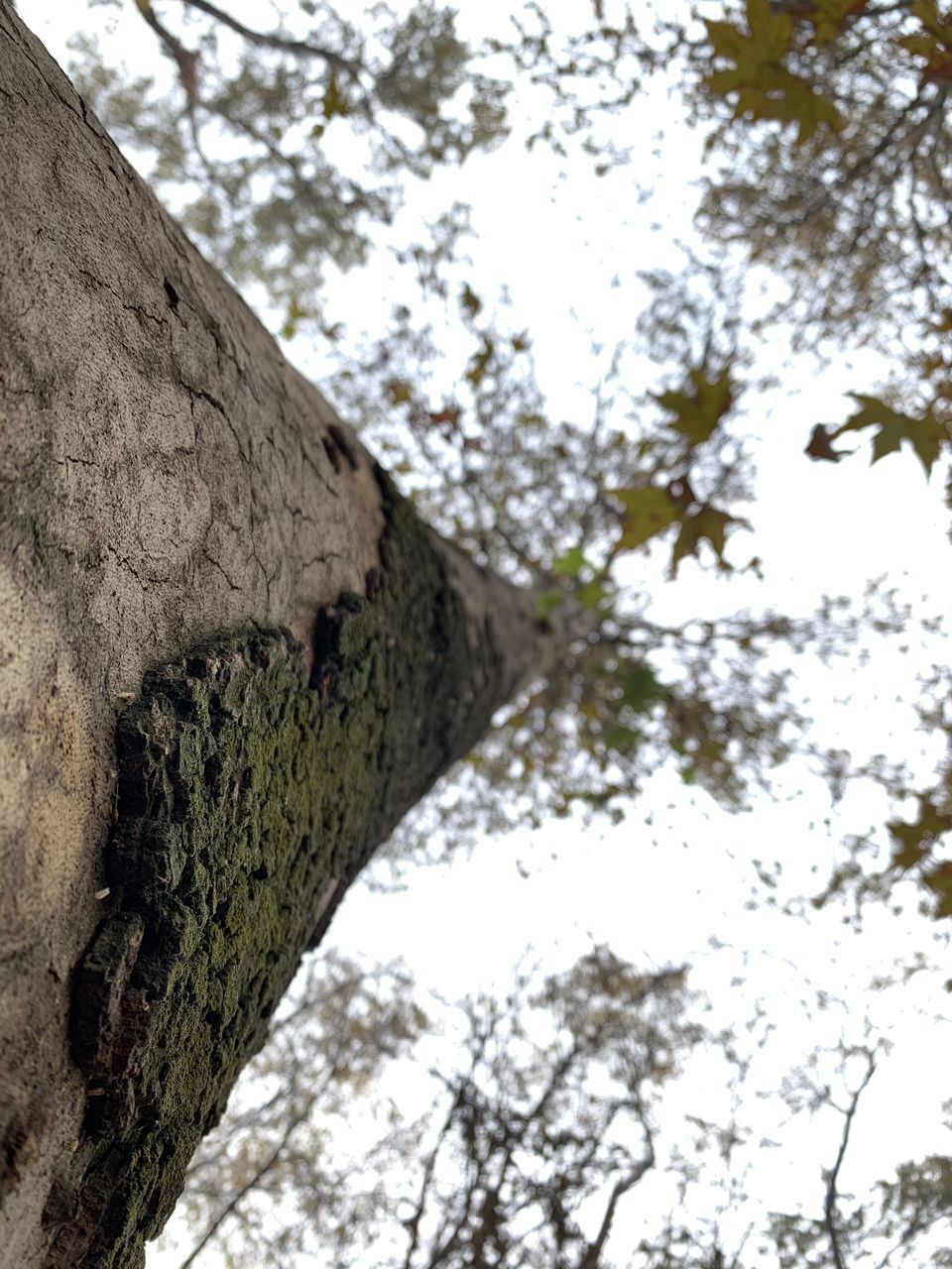 LOW ANGLE VIEW OF TREES AGAINST SKY