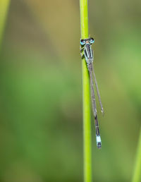 Close-up of insect on leaf against blurred background